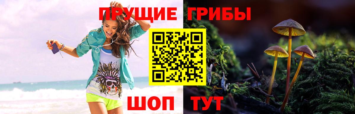 Трёхгорный  Галлюциногенные грибы прущие грибы  Вход с VPN  Галлюциногенные грибы Psilocybine cubensis 